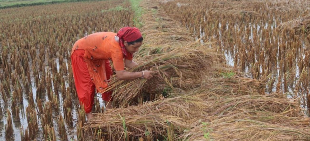 चुनावमा खेतमै भोट माग्न आउनेको अनुहार चिनियो 